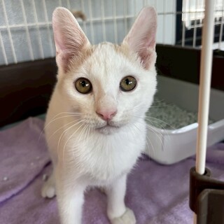 懐こくてたまらない☆クゥ　オス　４ヶ月