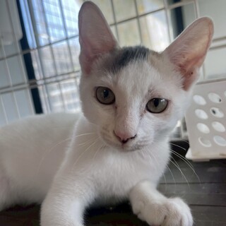 懐こくてたまらない☆ミル　メス　４ヶ月