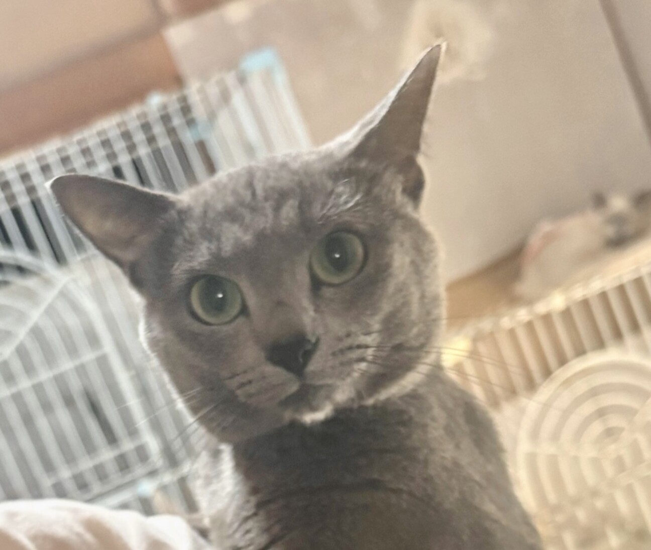 クリスマスセール♪ロシア雑貨☆限定ネコキット(猫８匹&特製Box)マトリョーシカ クリスマスセールロシア限定ネコキット(猫8匹u0026特製Box付