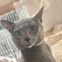 ロシアンブルー3歳10カ月の男の子
