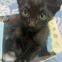 8月1日生まれの元気な子猫です！