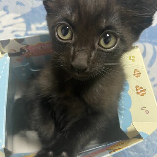 8月1日生まれの元気な子猫です！