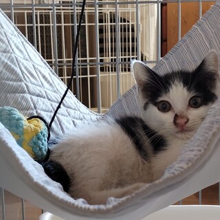 遺棄された子猫