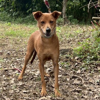 赤茶の毛色♡個性的なスタイルのくるみちゃん