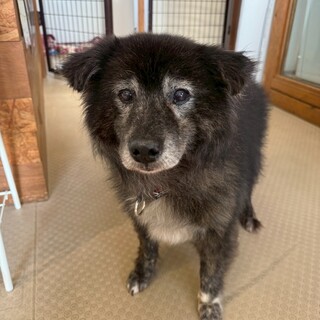 お散歩大好き【ウィンザー】くん