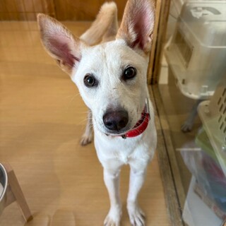 お耳とお目目が大きな【ポーラ】ちゃん