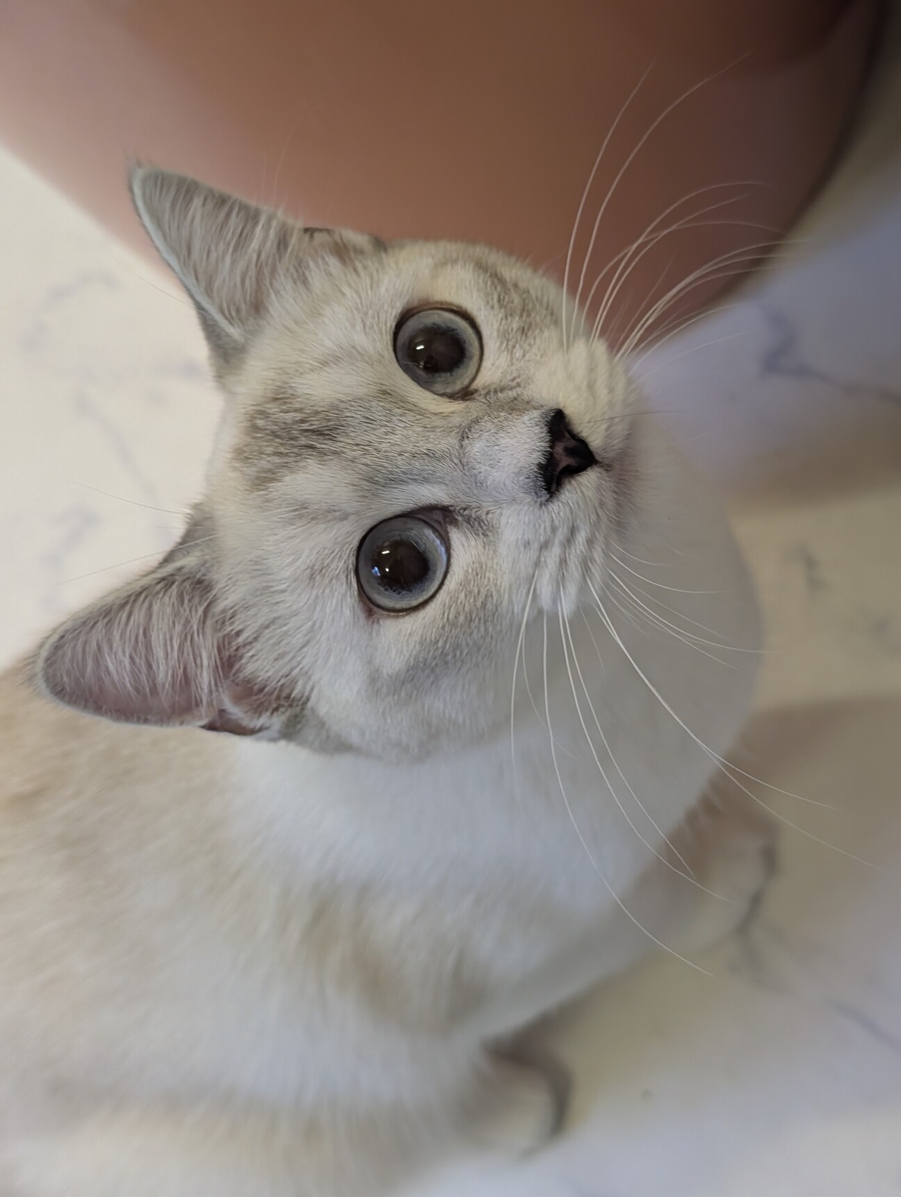 お姫な美猫【咲耶】」埼玉県 - 猫の里親募集(526112) :: ペットの