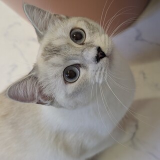 ★家族決定★【咲耶】