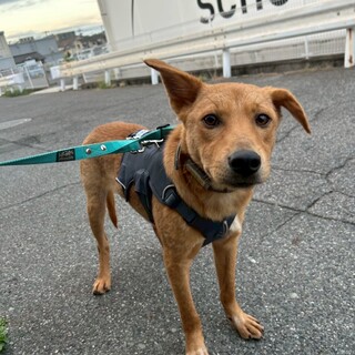 甘えん坊で元気な【バギーラ】くん