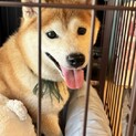 人慣れした柴犬•こむぎちゃん