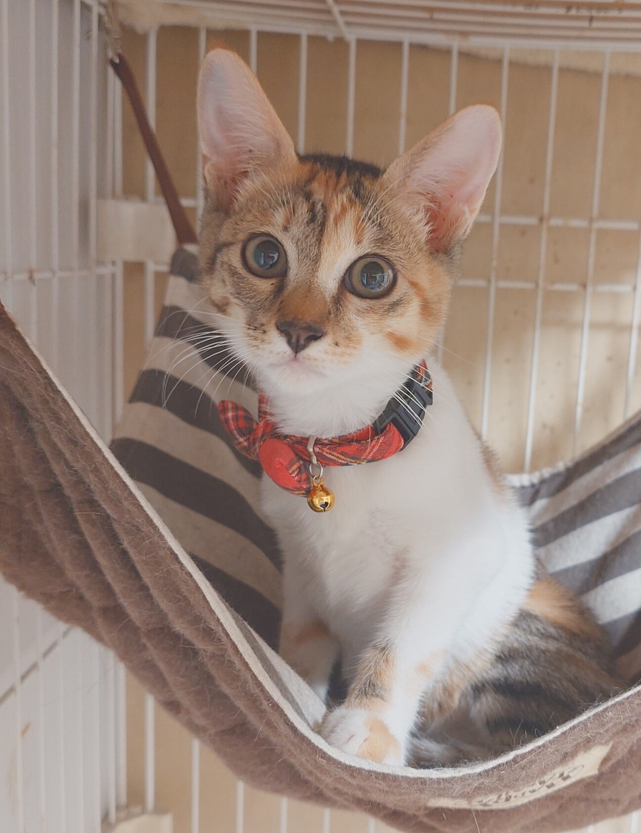 三毛猫~断捨離中~（感謝） 寂しがりやの可愛い三毛猫」東京都 - 猫の里親募集(526104