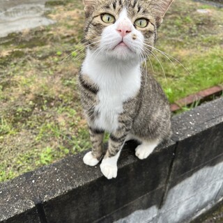 人懐っこいキャリア猫です