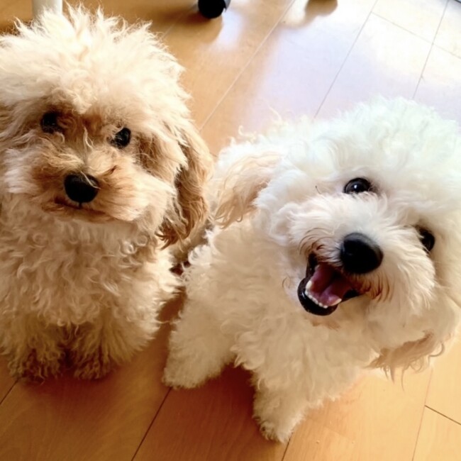 はなまさあきのカバー写真