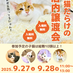 子猫だらけの店内譲渡会