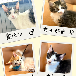 子猫だらけの店内譲渡会 サムネイル2