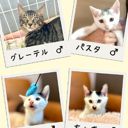 子猫だらけの店内譲渡会 サムネイル3