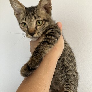 小さくて可愛いキジトラ君♪