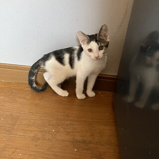 白多めのキジシロちゃん⭐︎