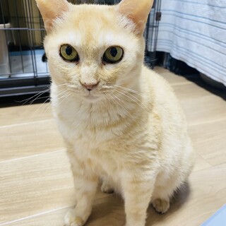 怖がり＆甘えっ子の白華ちゃん♡