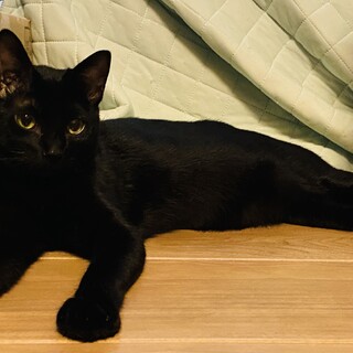 甘え上手な桜侍くん♡