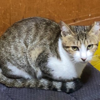 おメメぱっちりのキジシロちゃん！