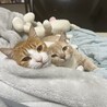 じらぴけ