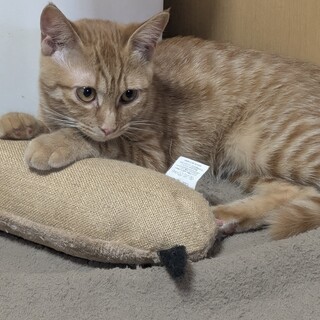 5ヶ月の茶トラ、メス、人懐っこい！