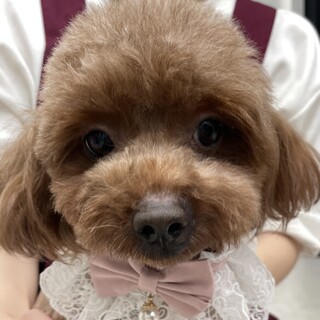 人が大好き！元気なトイプードルちゃん