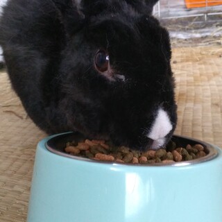 至急！飼い主他界.急遽引っ越しの為★里親募集です