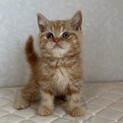 まだまだ小さいブリティッシュの子です。