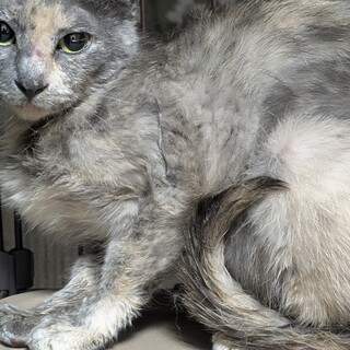 できたら1匹で飼っていただける方