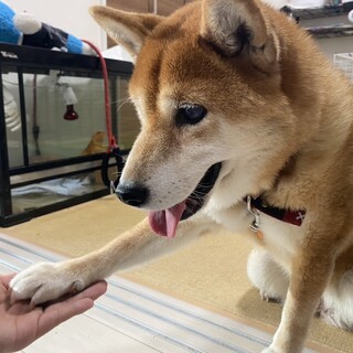 かわいいひなちゃん