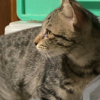 子猫の里親募集