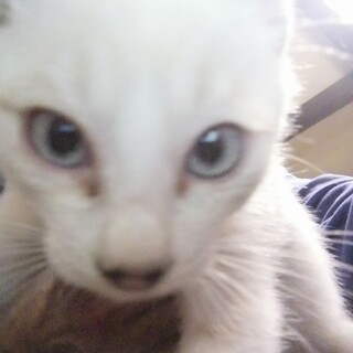 決まりました、シャム系子猫