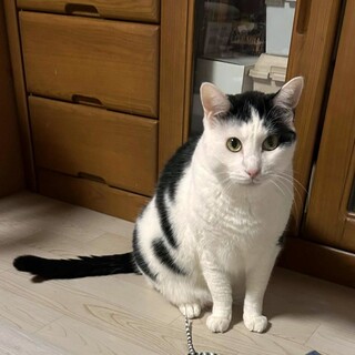 白黒　ペリちゃん　里親募集中☆彡