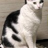 白黒　ペリちゃん　里親募集中☆彡
