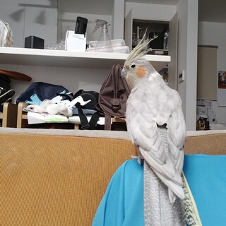 (感謝)オカメインコ ︎︎♀11歳 エメラルド