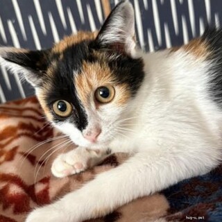 可愛い三毛猫女の子3ヶ月