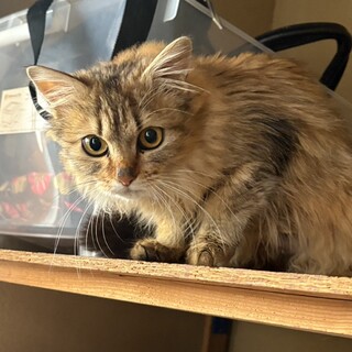 ペルシャミックスゴールド　一才女の子