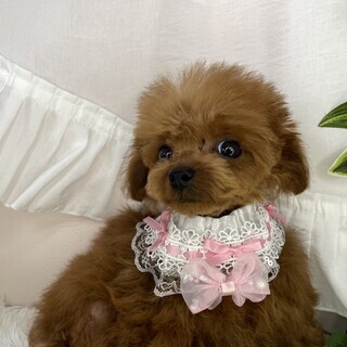 人懐っこい元気なトイプードルちゃん