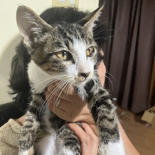 初心者向け　白 キジ♂膝乗り ゴロゴロ猫3ヶ月