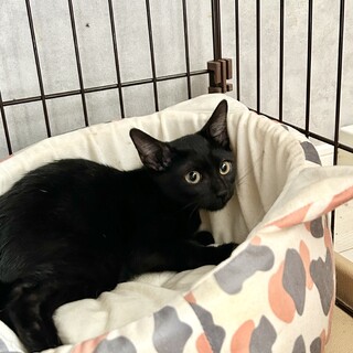 黒猫・目が金色クリクリ男子・3ヶ月半♪