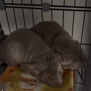 可愛いチンチラ