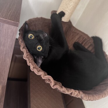 瑠璃(るり)の写真