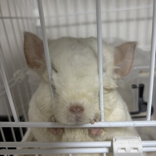 可愛いチンチラ