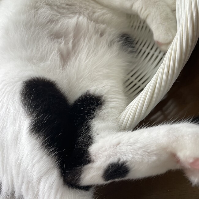 Amourのカバー写真