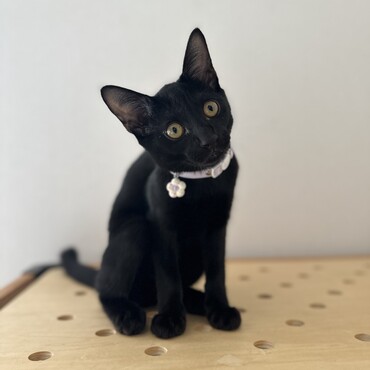 瑠璃(るり)の写真