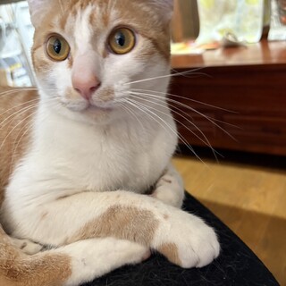 茶白君一歳半　人なれOK