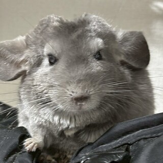 可愛いチンチラ