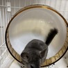 可愛いチンチラ サムネイル2